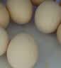 舌尖攻略蛋墩墩农家散养鸡蛋谷饲鲜鸡蛋农家鸡蛋早餐食材蛋白单枚40g±5g 谷饲鲜鸡蛋 8枚 实拍图