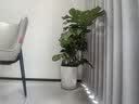 植男植女老桩龟背竹大盆栽客厅室内大型植物真绿植办公室新房好养源头直发 实拍图