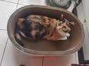 疯狂的主人加深猫抓板窝深坑耐抓耐磨不掉屑猫窝一体猫爪板猫抓盆55*40*18CM 实拍图
