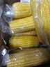 京鲜生东北黄玉米棒200g×8棒25年新玉米 真空黏玉米 多种包装 源头直发 实拍图