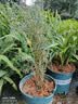 水培植物富贵竹天堂鸟白掌鸭脚木室内米竹子绿植花卉办公桌面好养 20颗米竹35-45cm+营养液【不含盆】 无规格 实拍图