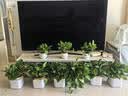 京东绿植绿萝盆栽除甲醛花卉绿植办公室新房净化空气180方形3盆源头直发 实拍图