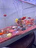 憨憨乐园鱼缸换水器抽水吸便器虹吸管水族箱清洁用品手动款3m 实拍图