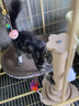 HELLOJOY猫抓柱剑麻猫抓板猫玩具耐抓耐磨不掉屑猫爬架立式自嗨解闷用品 实拍图
