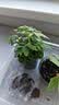 IAM City Farmer含羞草种植盆栽 小学生科学趣味diy盆栽 植物观察窗发芽生长10032 实拍图