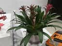 维达（Vinda）【孙颖莎推荐】有芯卷纸 蓝色经典4层140克*27卷 卫生纸纸巾 整箱 实拍图