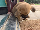 荣郁中华田园犬黑犬黄狗白狗虎斑四眼铁包金土狗幼犬活体 田园级 黄狗 公 实拍图