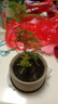文竹盆栽植物室内客厅中式禅意盆景办公室桌面花卉云竹迷你小绿植 精品文竹1盆（整体15-25厘米高）育苗盆原土发货 实拍图