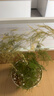 文竹盆栽绿植花卉盆景植物室内客厅水培文松云竹文竹大苗四季常青 小文竹【3棵性价比高】原土球发货 高度15-25cm 实拍图
