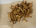 阿依舍冬虫夏草特大号断虫草20克断草虫草自食高性价比送老人礼品 实拍图