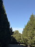 悦诗风吟（innisfree）绿茶+火山氨基酸洗面奶套装150g*2男士女士泡沫 实拍图
