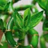 京云梦转运竹盆栽绿植居家水培植物四季花卉70cm不含盆10根源头直发 实拍图