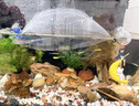 疯狂水草天然贝壳海螺适配小米鱼缸造景水族箱全套布景海星装饰生态摆件 【中号】天然贝壳海螺100G 实拍图