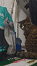 力狼 猫条猫零食 成幼猫通用宠物猫咪零食猫湿粮 鲜肉混合口味猫条15g*10支 实拍图