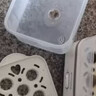 志高（CHIGO）煮蛋器 蒸蛋器不锈钢蒸片小蒸锅 旋钮定时自动断电2026款蒸蛋神器 早餐煮蛋机电蒸锅双层 JPZDQ859 实拍图