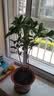 桂花树苗盆栽室内四季桂花卉植物金桂丹桂庭院大树浓香型绿植开花 四季桂花高20-30cm高左右【原土球发货】 实拍图