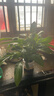 年宵花【热销款】白掌一帆风顺盆栽水培植物绿植过年装饰摆件年货 【店主推荐】特级白掌6-8株带花+早安盆+营养液 实拍图
