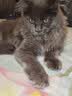 LEGENDSANDY蓝氏全价猫粮成猫幼猫生骨肉冻干粮 猎鸟乳鸽500g 实拍图