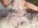 petlimit小狗狗牵引绳背心式遛狗绳狗链子小型幼犬泰迪宠物胸背带 黄色XXS 实拍图