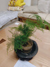 文竹盆栽绿植花卉盆景植物室内客厅水培文松云竹文竹大苗四季常青 小文竹【2棵更实惠】原土球发货 高度15-25cm 实拍图