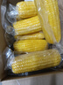 京鲜生东北黄玉米棒200g×8棒25年新玉米 真空黏玉米 多种包装 源头直发 实拍图