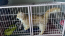 皇家泌尿道处方猫粮LP34稀释尿液溶解鸟粪石猫处方粮配方粮1.5KG*3 实拍图