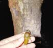 迈思路（MAX LOAD） 强光手电筒远射超亮充电式大功率户外超长续航led巡逻手提探照灯 顶配22000w续航150h 动力九锂电 实拍图