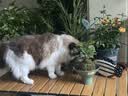 漫生活绿植盆栽托盘垫接水圆形防烂根树脂花盆底座托盘特厚外径210型3个 实拍图