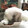 HELLOJOY狗厕所中型小型犬专用防踩屎便盆尿尿盆非不锈钢大小便神器狗砂盆 实拍图