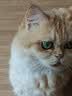 疯狂的主人猫咪玩具智能逗猫球自嗨解闷动自动避障引力球消耗体力滚滚球 实拍图