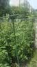 包塑钢管园艺支架杆黄瓜豆角葡萄种菜爬藤架绿植架攀爬架 直径20mm长度210cm【10支装赠 10 个钢丝扣】 实拍图
