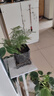 文竹盆栽绿植花卉盆景植物室内客厅水培文松云竹文竹大苗四季常青 小文竹【3棵性价比高】原土球发货 高度15-25cm 实拍图