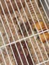 CARNO PET PRODUCTS卡诺仓鼠零食冻干七果七蔬金丝熊主粮伴侣营养磨牙食品55g 实拍图