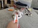 红狗营养膏58g*3支 猫咪营养膏猫咪维生素微量元素狗狗 实拍图