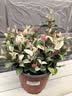 海蒂的花园花叶络石四季常绿好养观叶垂吊植物阳台室内绿植盆栽源头直发包邮 花叶络石14cm 含盆 实拍图