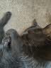 京东京造猫粮鸡肉味全价成猫粮10kg三文鱼肉营养美毛长肉质检流浪救助 实拍图