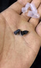 东部工品补胎胶钉汽车蘑菇钉轮胎应急补胎工具套装橡胶钉电动车快速修补 实拍图