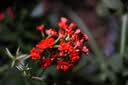 索尼（SONY）百微SEL100M28GM微距镜头FE 100mm F2.8 Macro GM OSS索尼G大师新品 【新款】100M28GM 微距 实拍图
