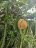 植护挂式抽纸 纸巾面巾纸 悬挂卫生纸抽 擦手用纸 加大-悦色蓝4层320抽*6提+1挂钩 实拍图