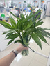 京东绿植观音竹水培植物带根花卉绿植室内盆栽带花瓶好养源头直发 实拍图