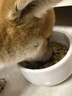 皇家狗粮 柴犬幼犬狗粮 犬粮 宠物小型犬 SIJ29 全价犬粮 2-10月 3KG 实拍图