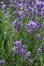 蔻驰（COACH）【品牌直供】女士CITY大号单肩托特包电脑包CV976礼物 实拍图
