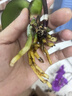 史丹利（STANLEY）多菌灵花药多菌菌灵杀菌剂花卉百菌清白粉兰花黑斑病专用药50g 实拍图