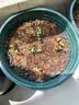 墨斗鱼花盆加仑盆加厚高款3加仑*2多肉绿萝月季盆栽树脂塑料简约带托盘 实拍图