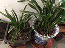劉閣蘭花兰花苗世界上超香四季兰帝王妃 金边矮种夏带浓香花苞花卉盆栽 2大壮苗+1包土 实拍图