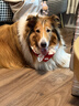 皇家狗粮 成犬狗粮 犬粮 宠物大型犬 GR26全价犬粮≥15月15KG 实拍图