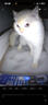 小佩智能全自动双翼猫砂盆可视开放式双仓猫厕所铲屎缅因猫 实拍图