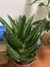 花翁芦荟盆栽室内净化空气绿植物办公桌面多肉四季花卉仙人掌源头直发 实拍图