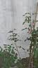 行湘爬藤月季花苗绿植盆栽爬墙花卉 紫袍玉带50-70cm（1棵）源头直发 实拍图