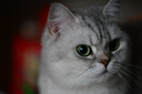 腾龙（Tamron）A065Z 70-180mm F/2.8 Di III VC VXD G2二代防抖大光圈长焦变焦全画幅微单镜头（尼康Z卡口） 实拍图